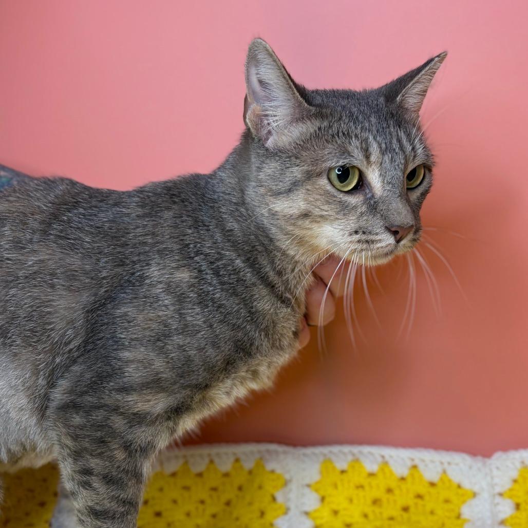 Baby Mama, a Adoptable Domestic Short Hair in San Antonio, TX image 5/5