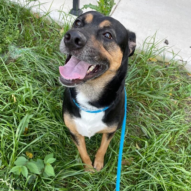 Junior, Adoptable, Adult Male Border Collie & Boxer.