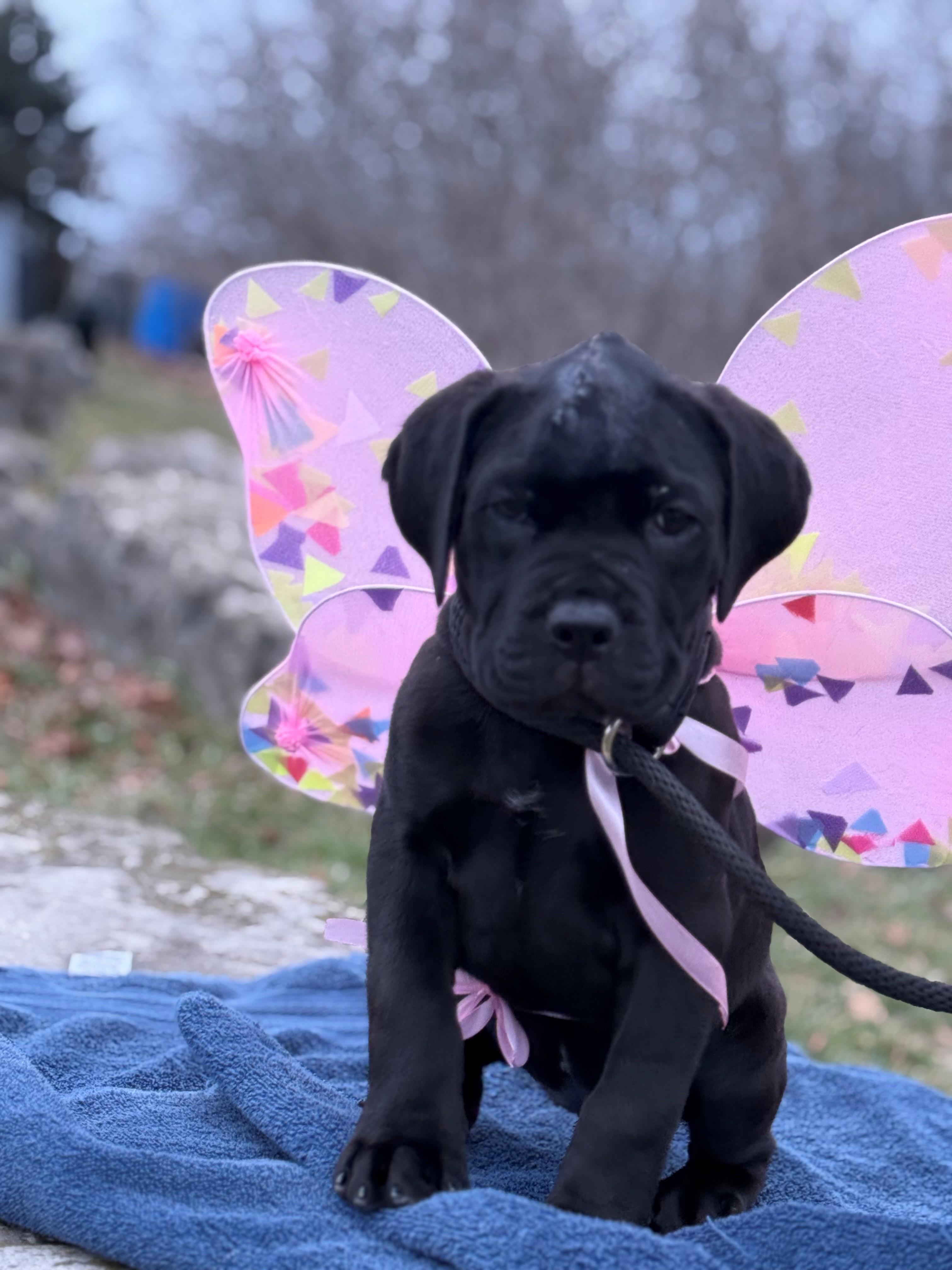 Bella, adoptable, Puppy Female Labrador Retriever & Mastiff.