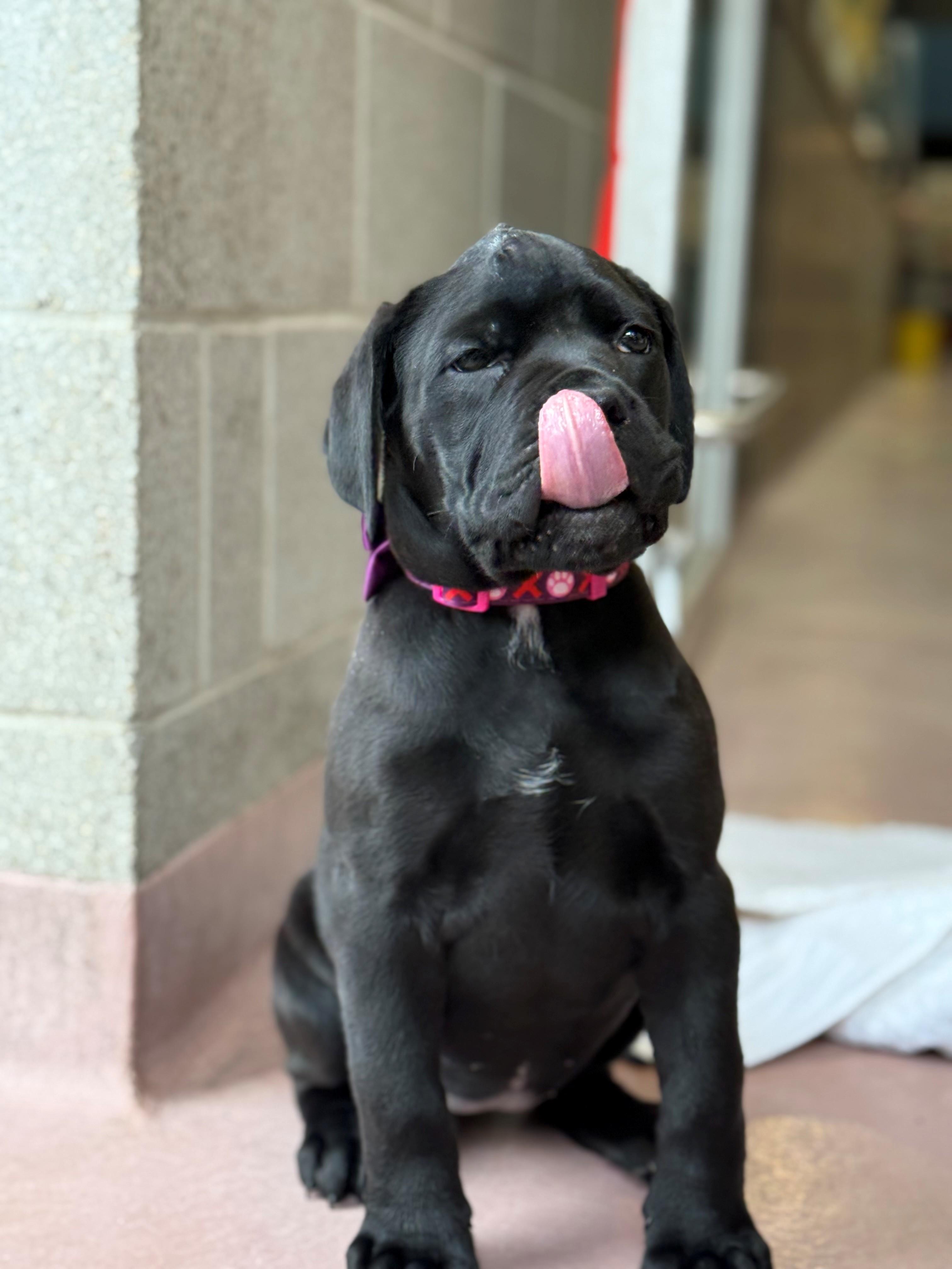 Enlarge Bella, an adoptable mixed breed in Hamilton, ON image 3/5