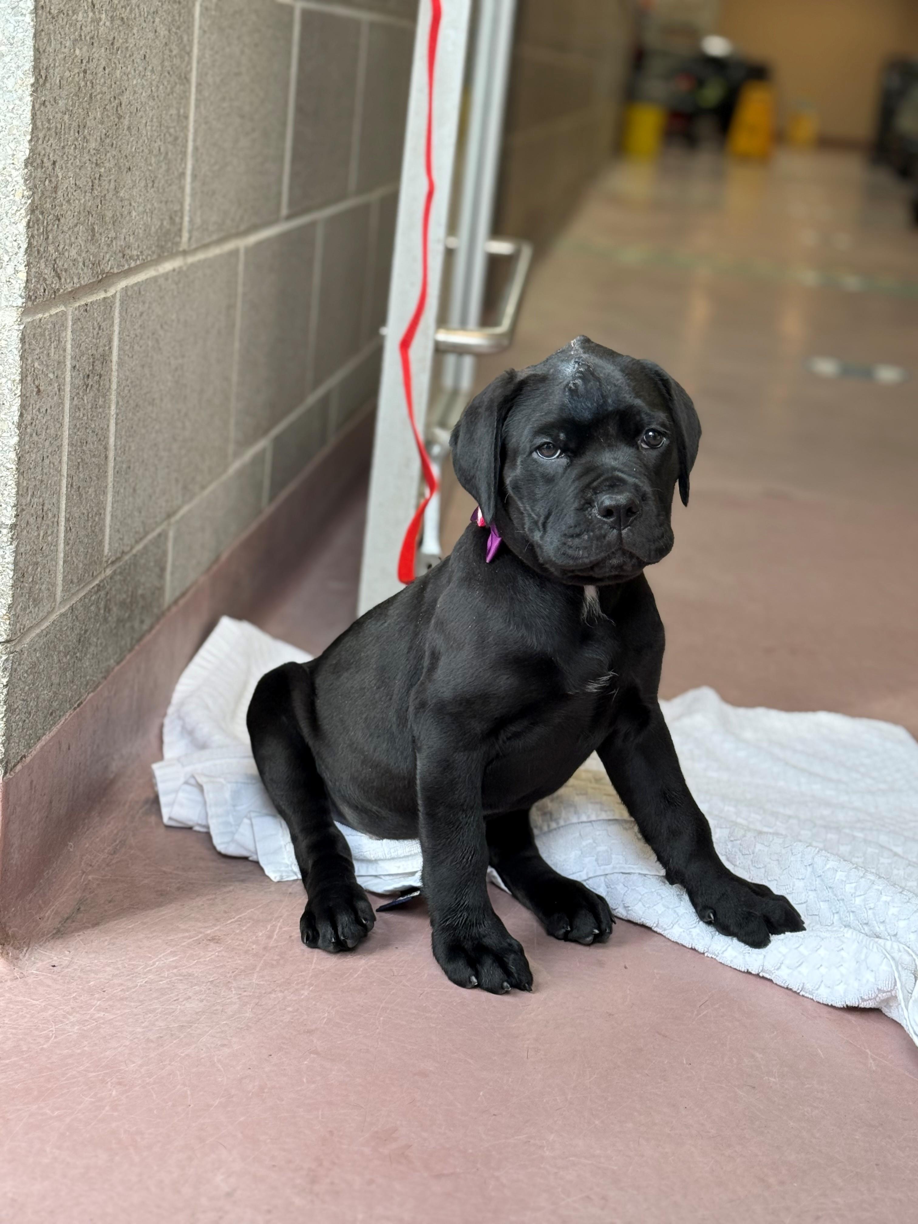 Enlarge Bella, an adoptable mixed breed in Hamilton, ON image 5/5