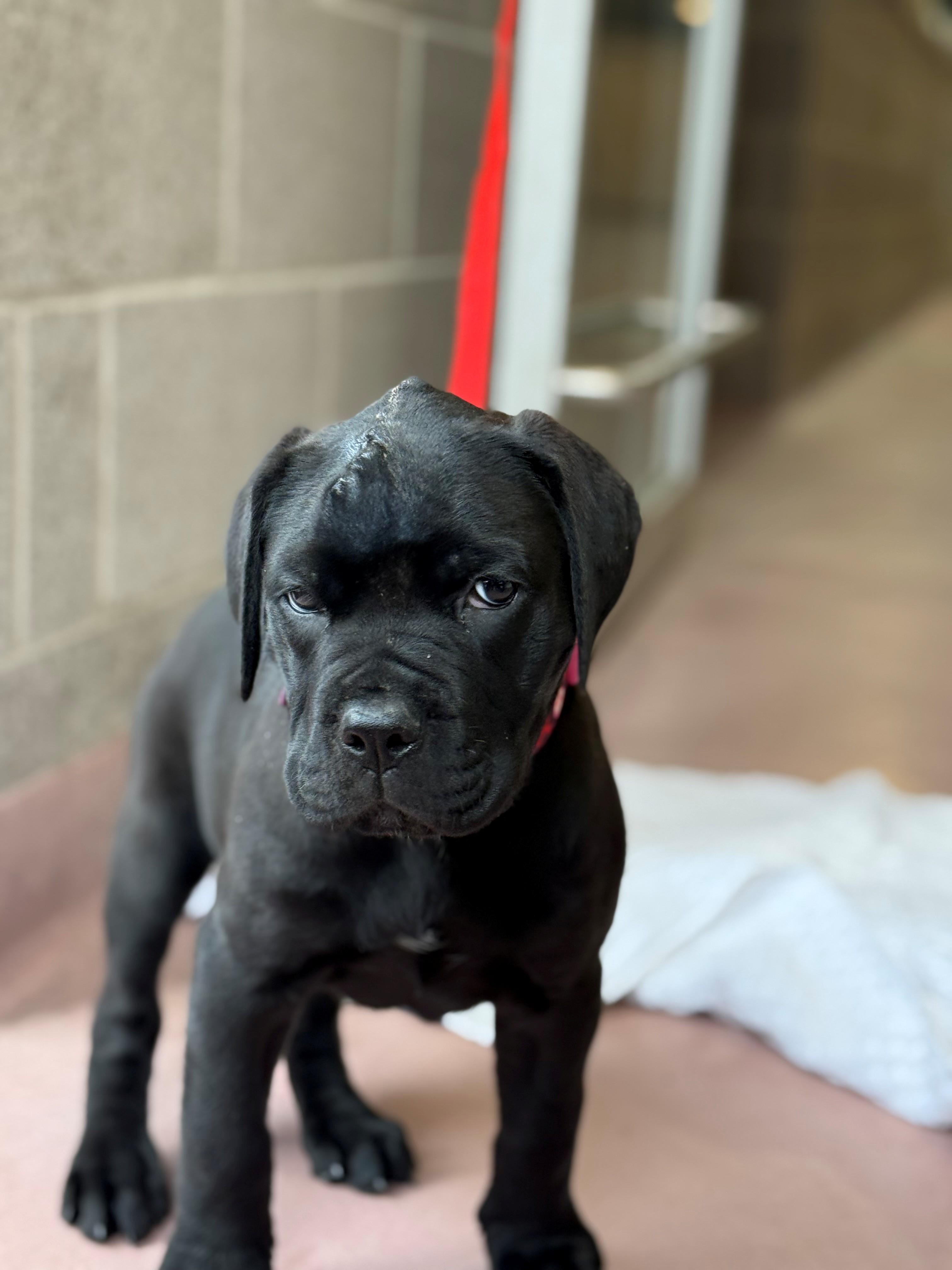 Enlarge Bella, an adoptable mixed breed in Hamilton, ON image 4/5