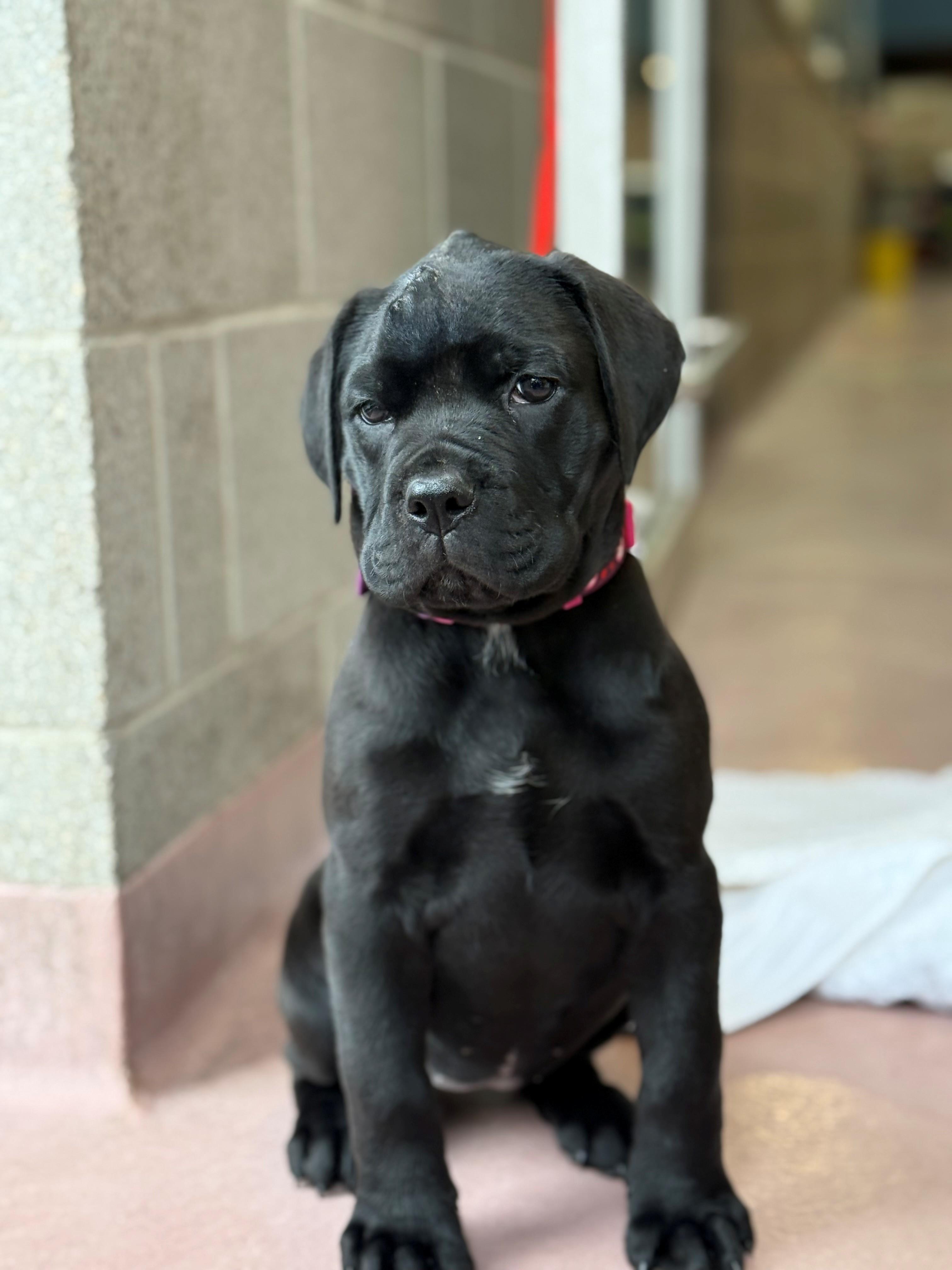 Enlarge Bella, an adoptable mixed breed in Hamilton, ON image 2/5