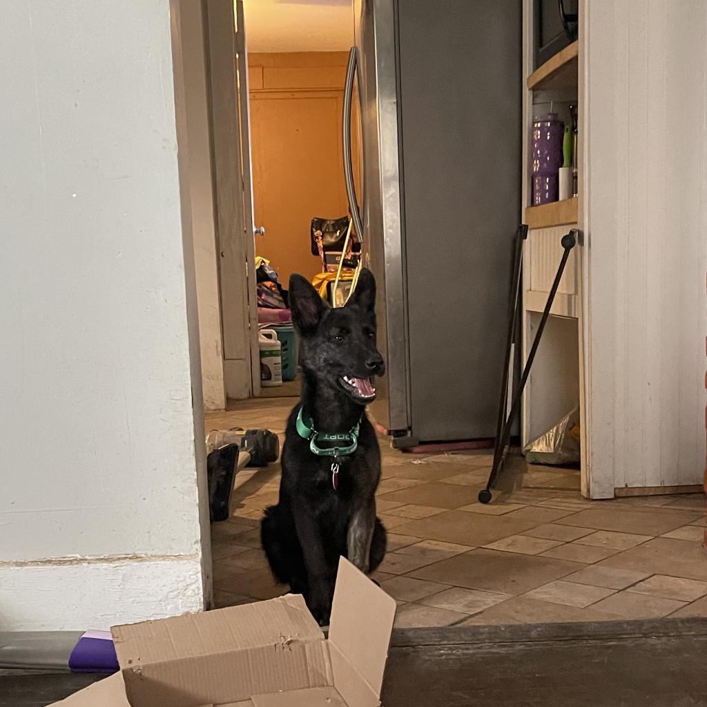 Enlarge Maddux CL, a Adoptable German Shepherd Dog in Van Horne, IA image 4/4