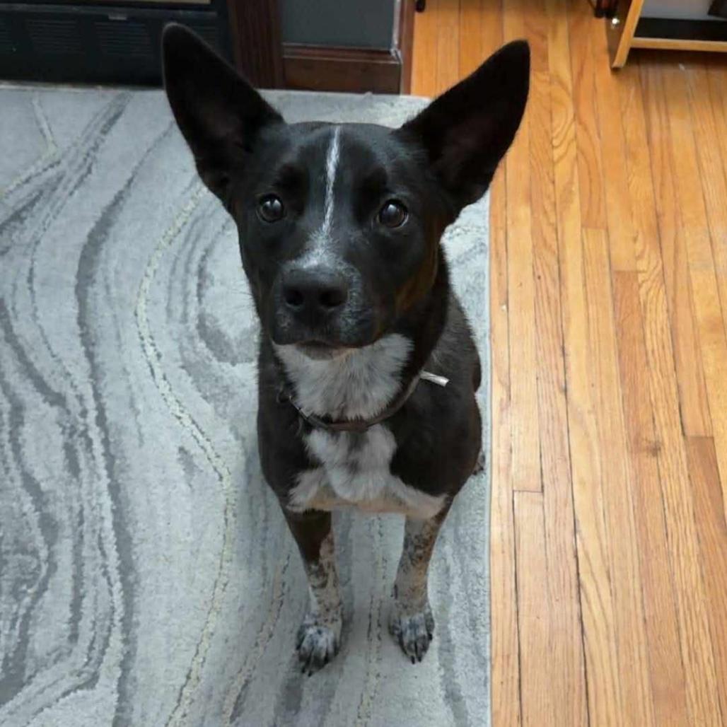 Enlarge Stubbs, a Adoptable mixed breed in Joliet, IL image 1/4