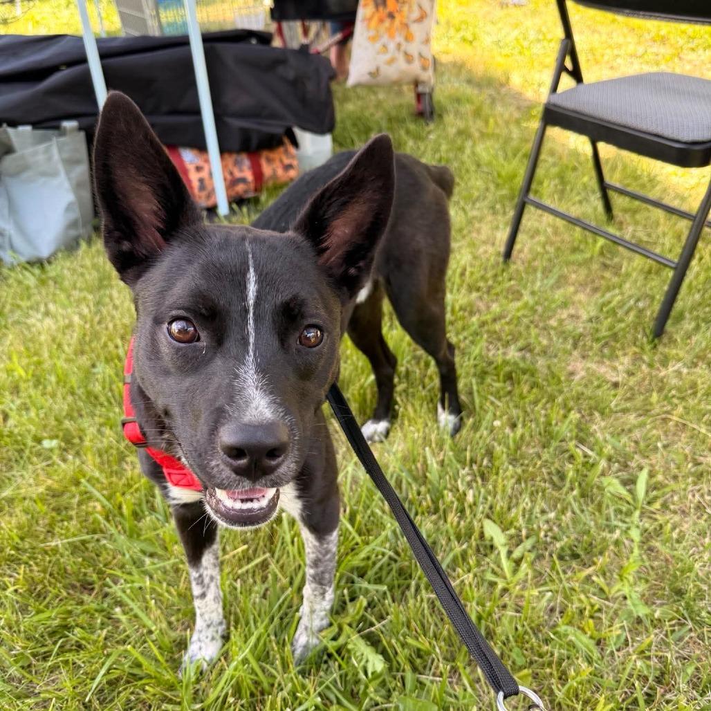 Stubbs, a Adoptable mixed breed in Joliet, IL image 2/6