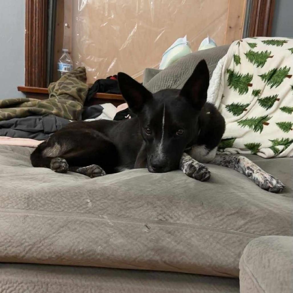 Enlarge Stubbs, a Adoptable mixed breed in Joliet, IL image 2/4