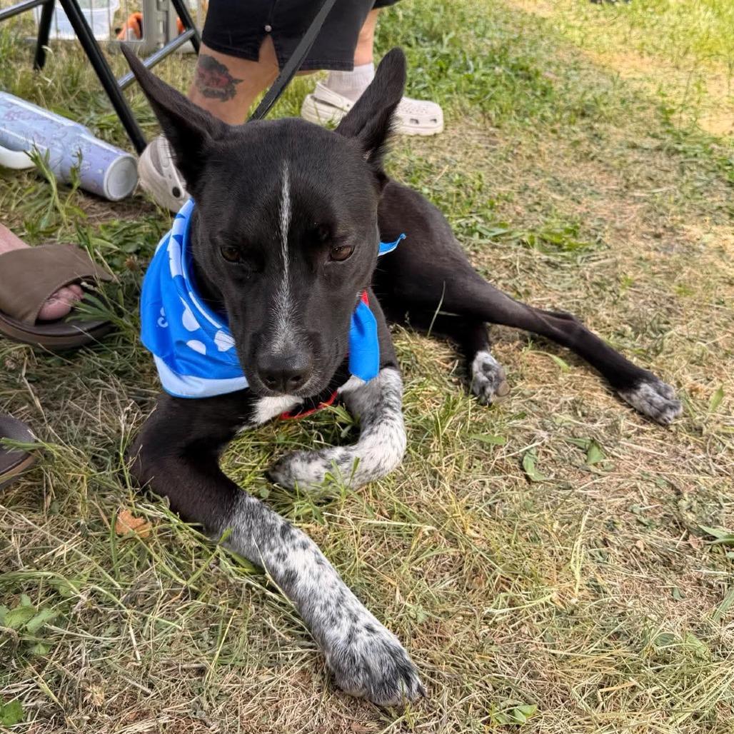 Stubbs, a Adoptable mixed breed in Joliet, IL image 3/6