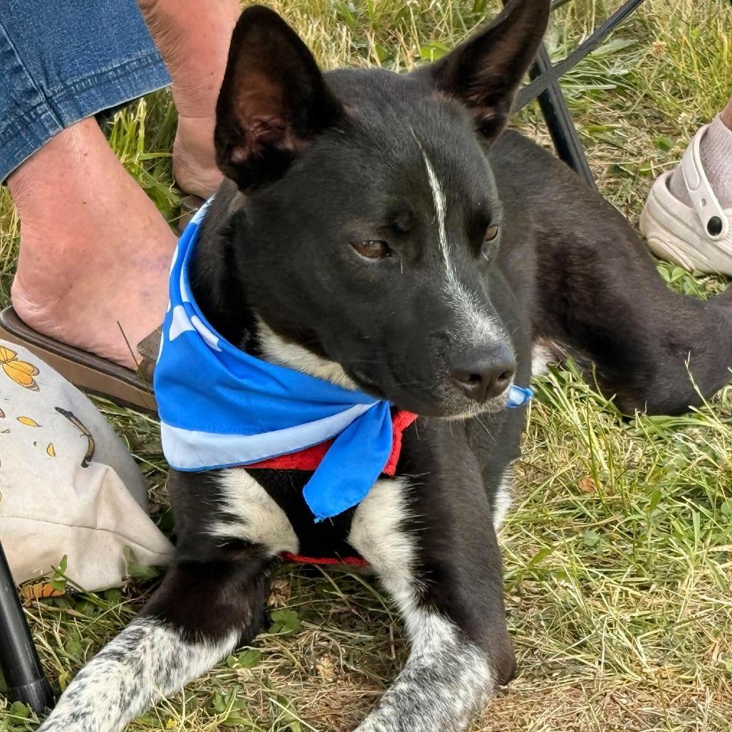 Stubbs, a Adoptable mixed breed in Joliet, IL image 4/6