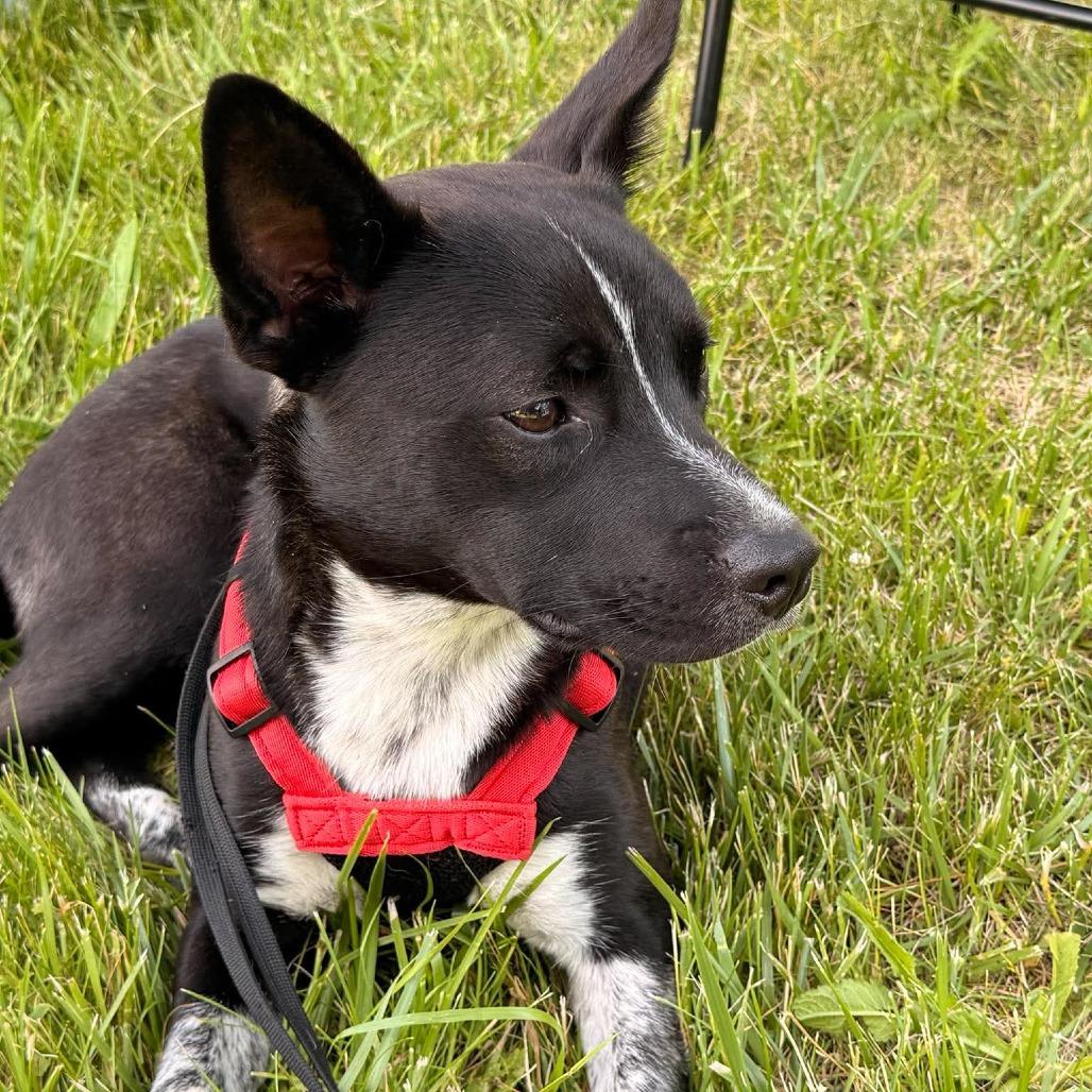 Stubbs, a Adoptable mixed breed in Joliet, IL image 5/6