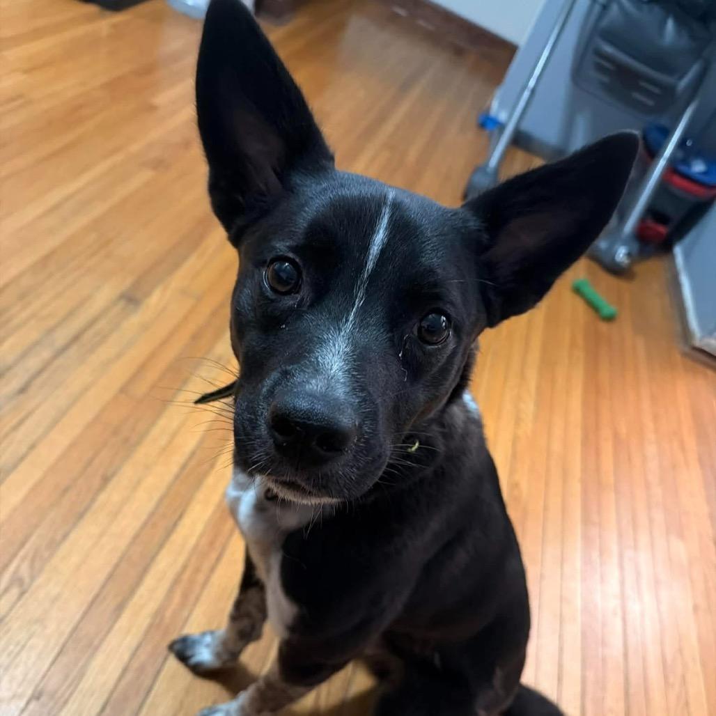 Enlarge Stubbs, a Adoptable mixed breed in Joliet, IL image 3/4