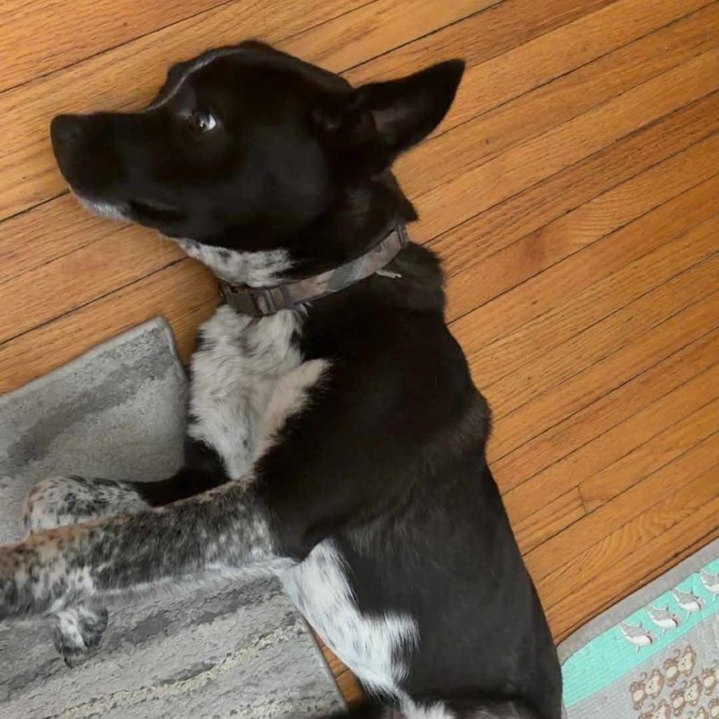 Enlarge Stubbs, a Adoptable mixed breed in Joliet, IL image 4/4