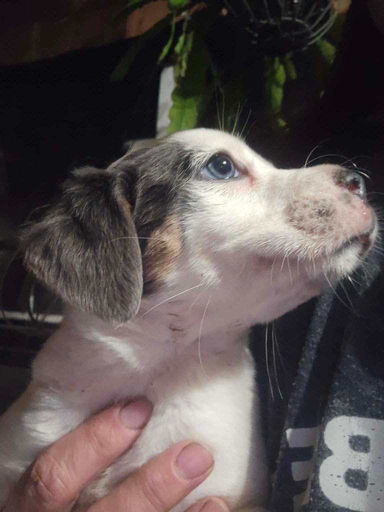 Hazel-nut, Adopted, Puppy Female Australian Cattle Dog / Blue Heeler & Mixed Breed.