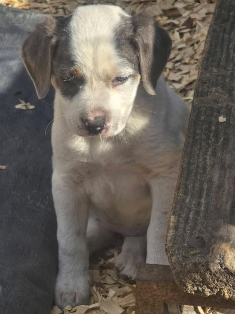 Enlarge Hazel-nut, a Adopted mixed breed in Waynesville, GA image 1/2