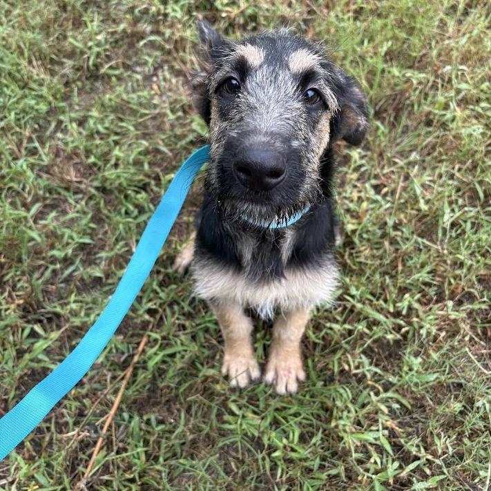 Woody, Adoptable, Puppy Male Shepherd & Wirehaired Terrier.