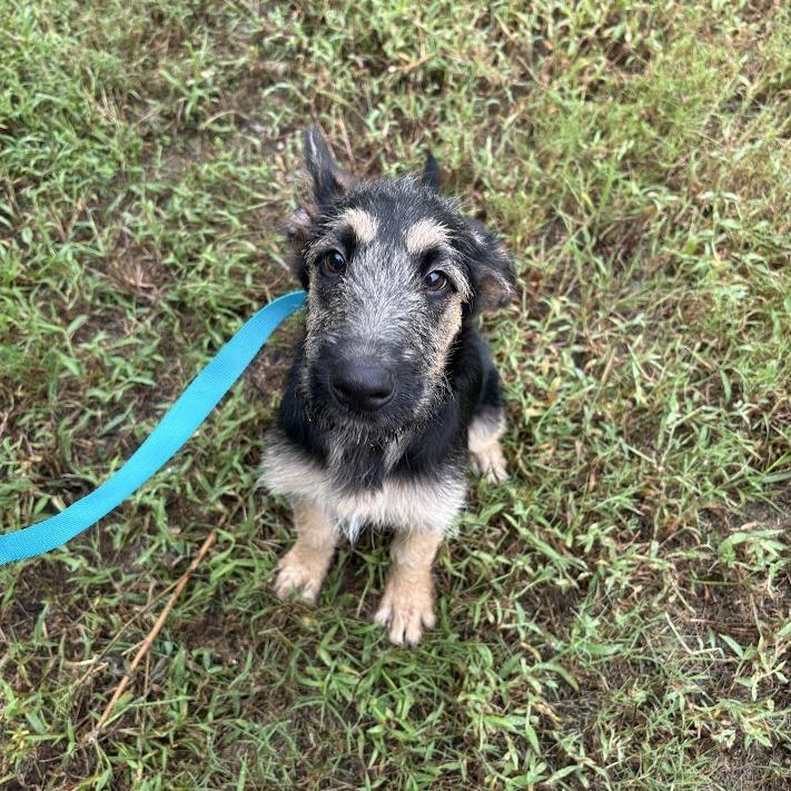 Enlarge Woody, a Adoptable mixed breed in North Charleston, SC image 2/6