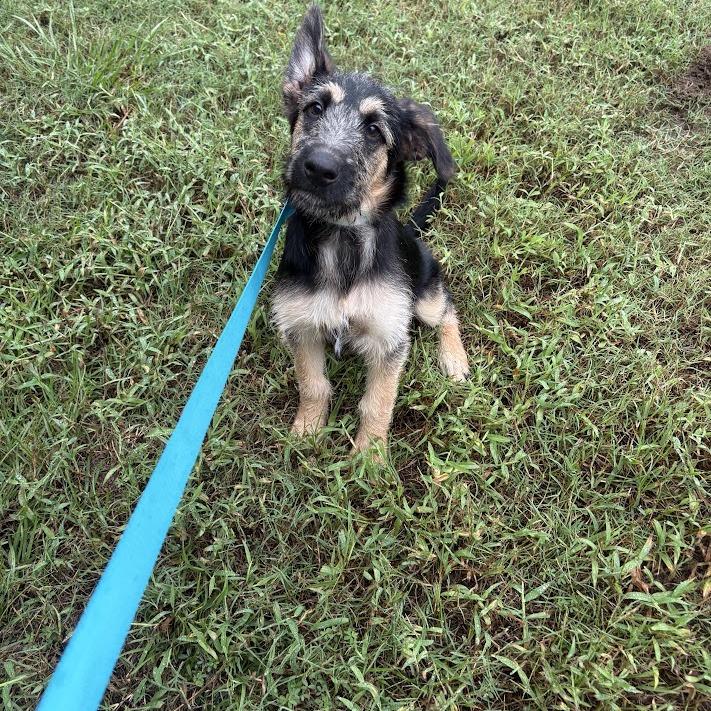Enlarge Woody, a Adoptable mixed breed in North Charleston, SC image 3/6