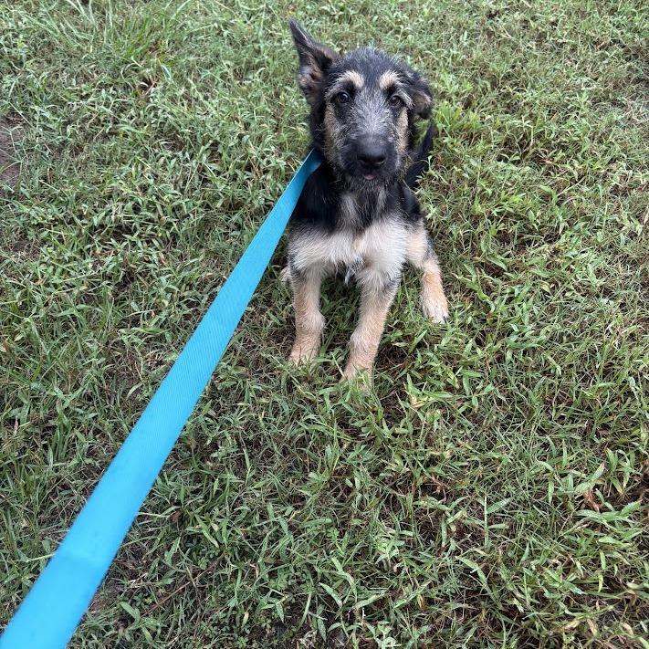 Enlarge Woody, a Adoptable mixed breed in North Charleston, SC image 4/6