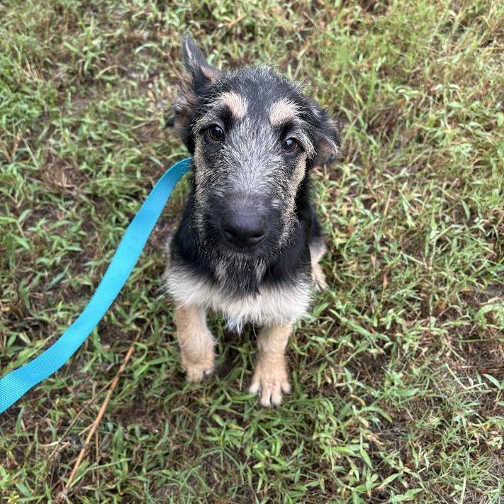 Enlarge Woody, a Adoptable mixed breed in North Charleston, SC image 5/6