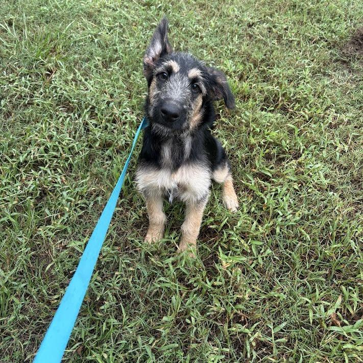 Enlarge Woody, a Adoptable mixed breed in North Charleston, SC image 6/6