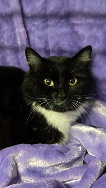 Mama, Adoptable, Young Female Domestic Long Hair.