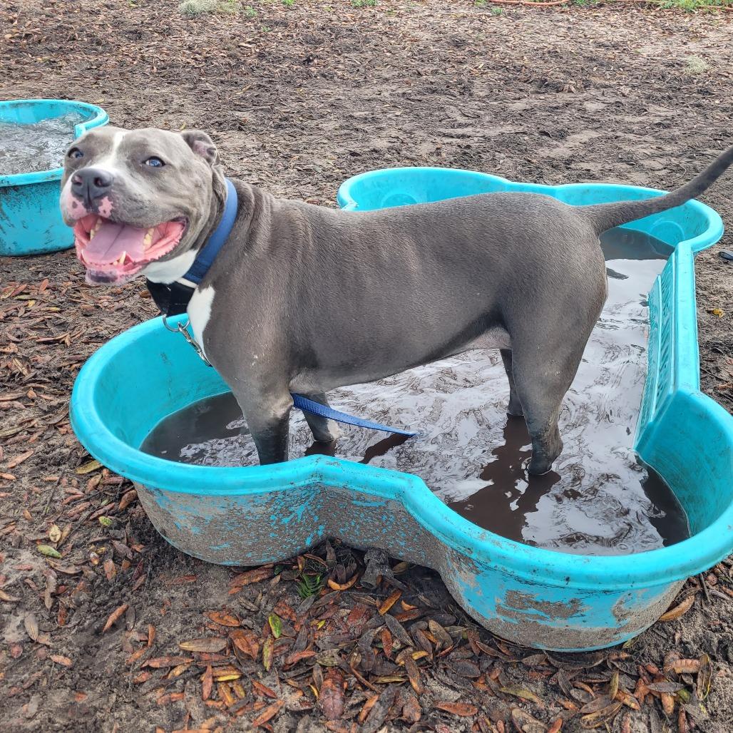 Enlarge Tipper, a Adoptable Pit Bull Terrier in Lake Panasoffkee, FL image 1/6
