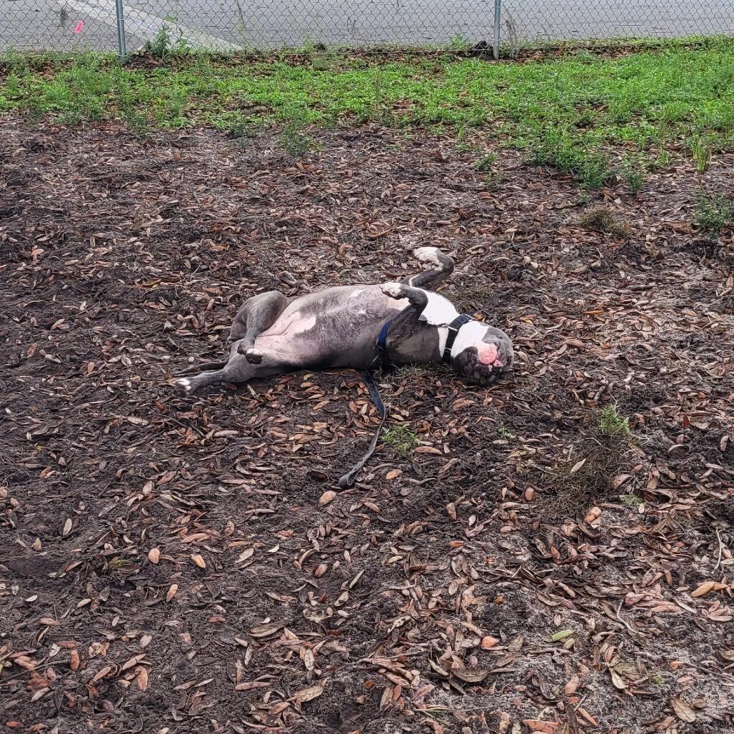 Enlarge Tipper, a Adoptable Pit Bull Terrier in Lake Panasoffkee, FL image 2/6