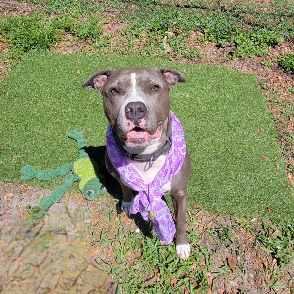 Enlarge Tipper, a Adoptable Pit Bull Terrier in Lake Panasoffkee, FL image 3/6