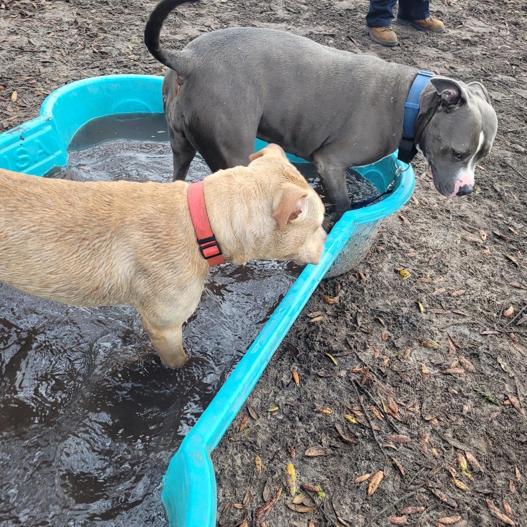 Enlarge Tipper, a Adoptable Pit Bull Terrier in Lake Panasoffkee, FL image 4/6