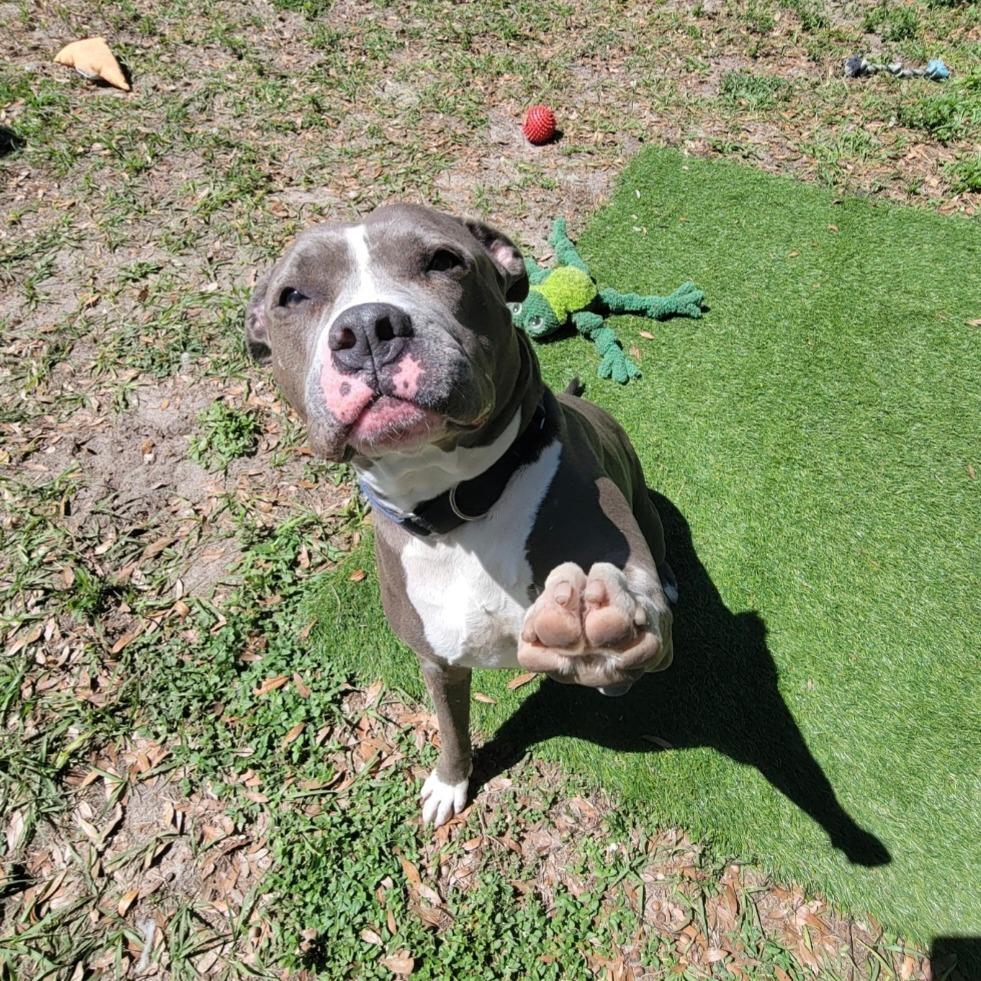 Enlarge Tipper, a Adoptable Pit Bull Terrier in Lake Panasoffkee, FL image 6/6