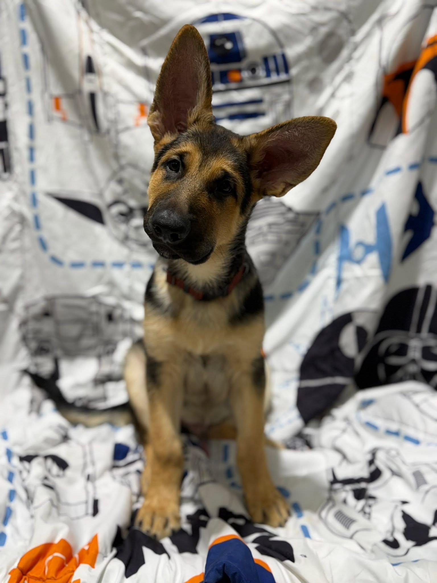Enlarge Rudy, an adopted German Shepherd Dog in Glendale, AZ image 3/5
