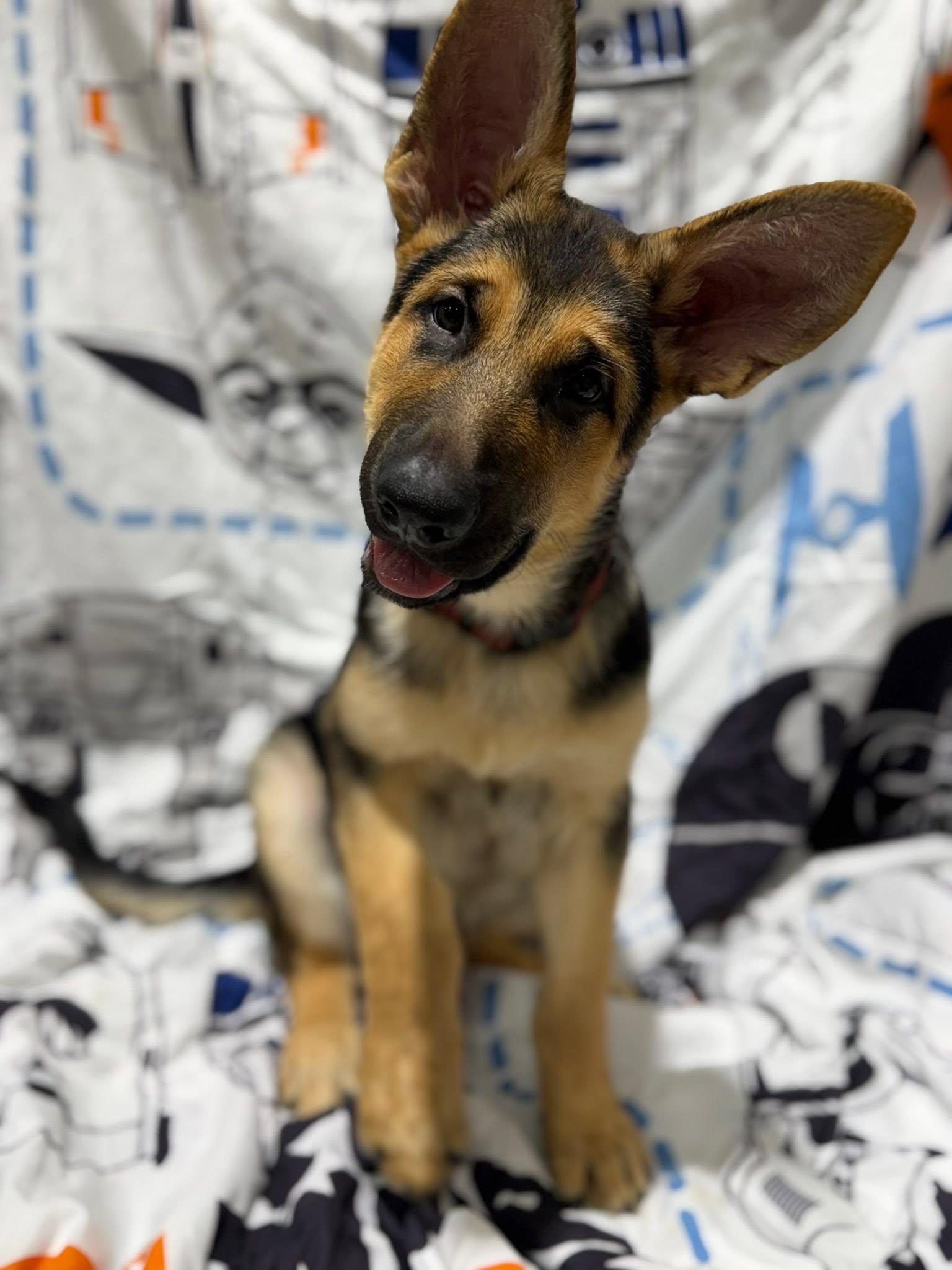 Rudy, adopted, Young Male German Shepherd Dog.