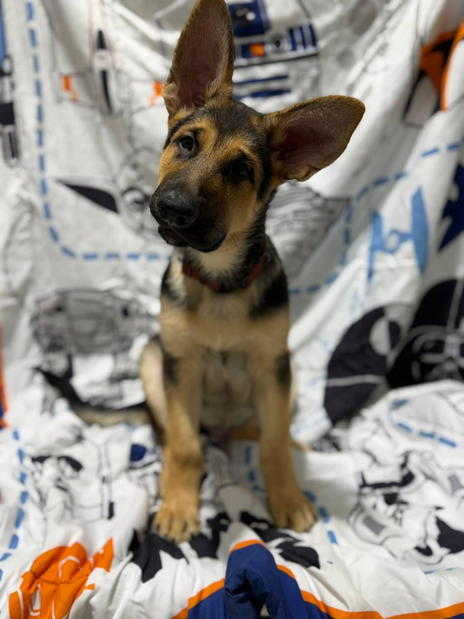 Enlarge Rudy, an adopted German Shepherd Dog in Glendale, AZ image 5/5