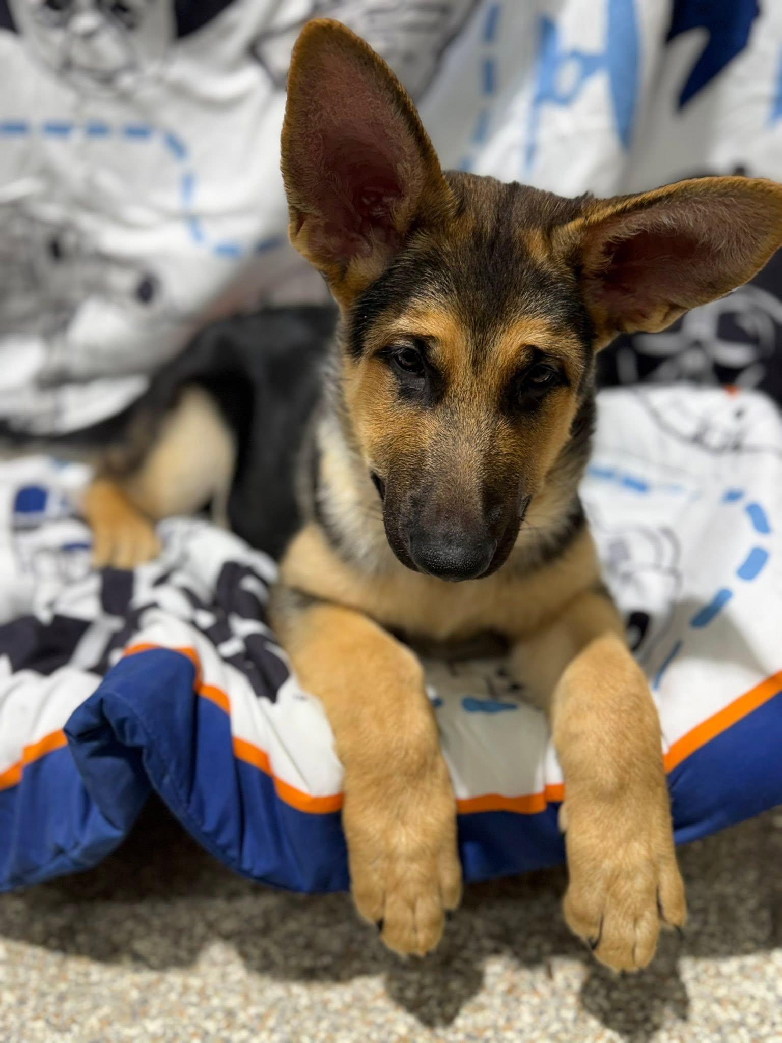 Enlarge Rudy, an adopted German Shepherd Dog in Glendale, AZ image 2/5