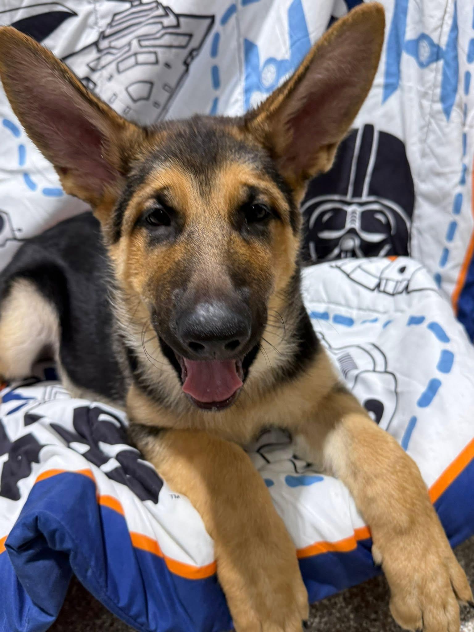 Enlarge Rudy, an adopted German Shepherd Dog in Glendale, AZ image 4/5