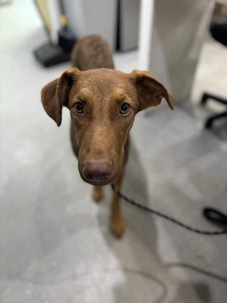 Reddick, a Adoptable mixed breed in Statesboro, GA image 1/5