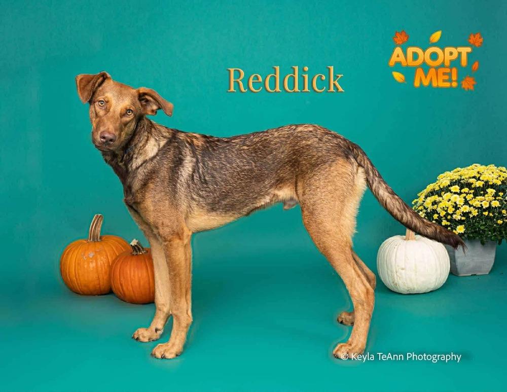 Reddick, a Adoptable mixed breed in Statesboro, GA image 2/5