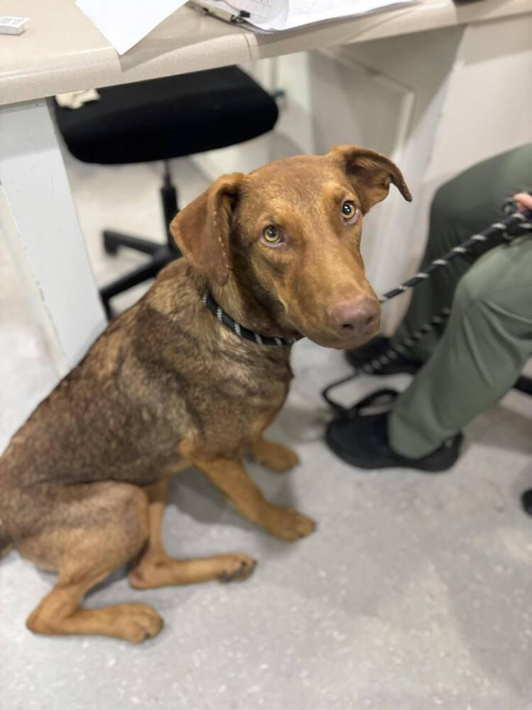 Reddick, a Adoptable mixed breed in Statesboro, GA image 3/5