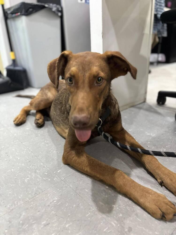 Reddick, a Adoptable mixed breed in Statesboro, GA image 4/5