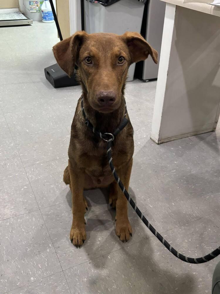 Reddick, a Adoptable mixed breed in Statesboro, GA image 5/5