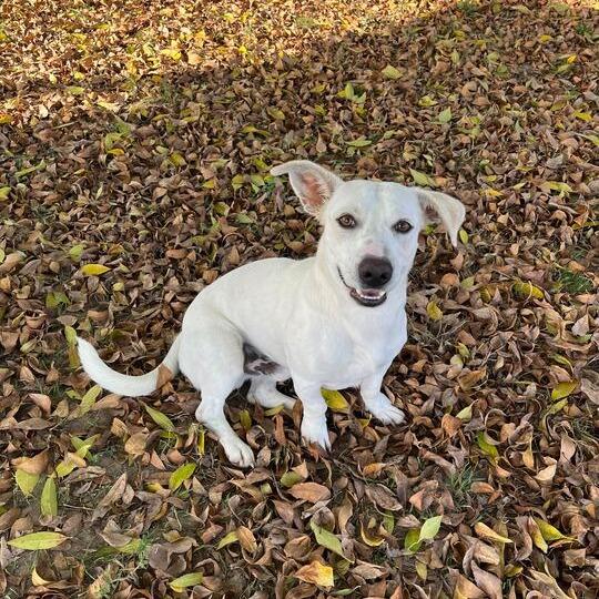 Duck-a-Roo, Adoptable, Young Male Basset Hound & Labrador Retriever.