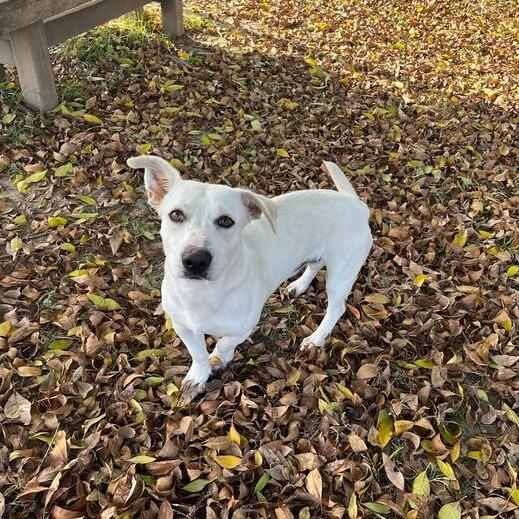 Duck-a-Roo, a Adoptable mixed breed in Carencro, LA image 3/5