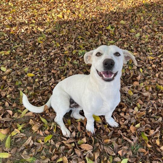 Duck-a-Roo, a Adoptable mixed breed in Carencro, LA image 4/5