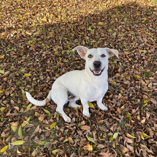 Duck-a-Roo, a Adoptable mixed breed in Carencro, LA image 5/5