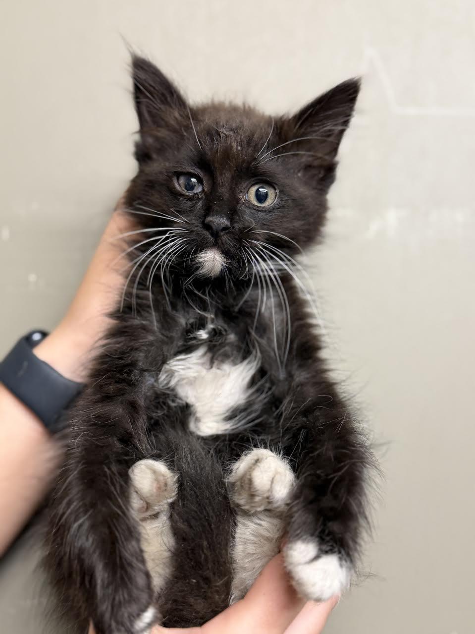 Toby, ADOPTABLE, Young Male Domestic Medium Hair.