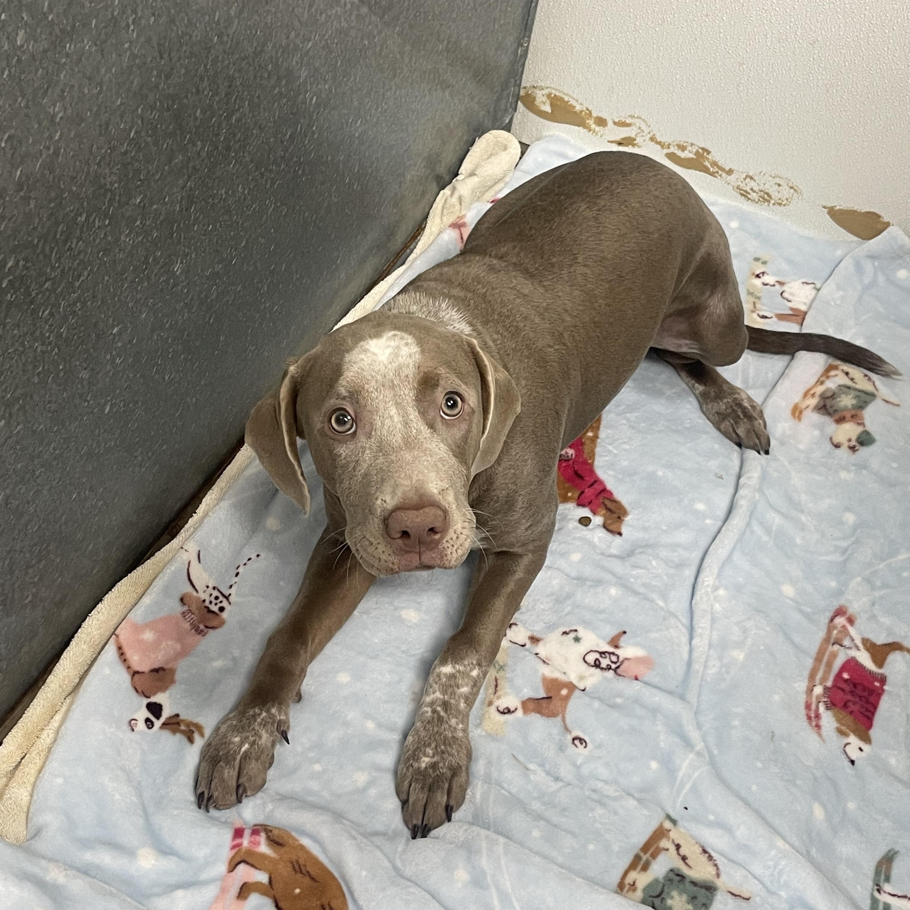 Enlarge Dua , an adopted Mixed Breed in Henderson, NV image 2/3