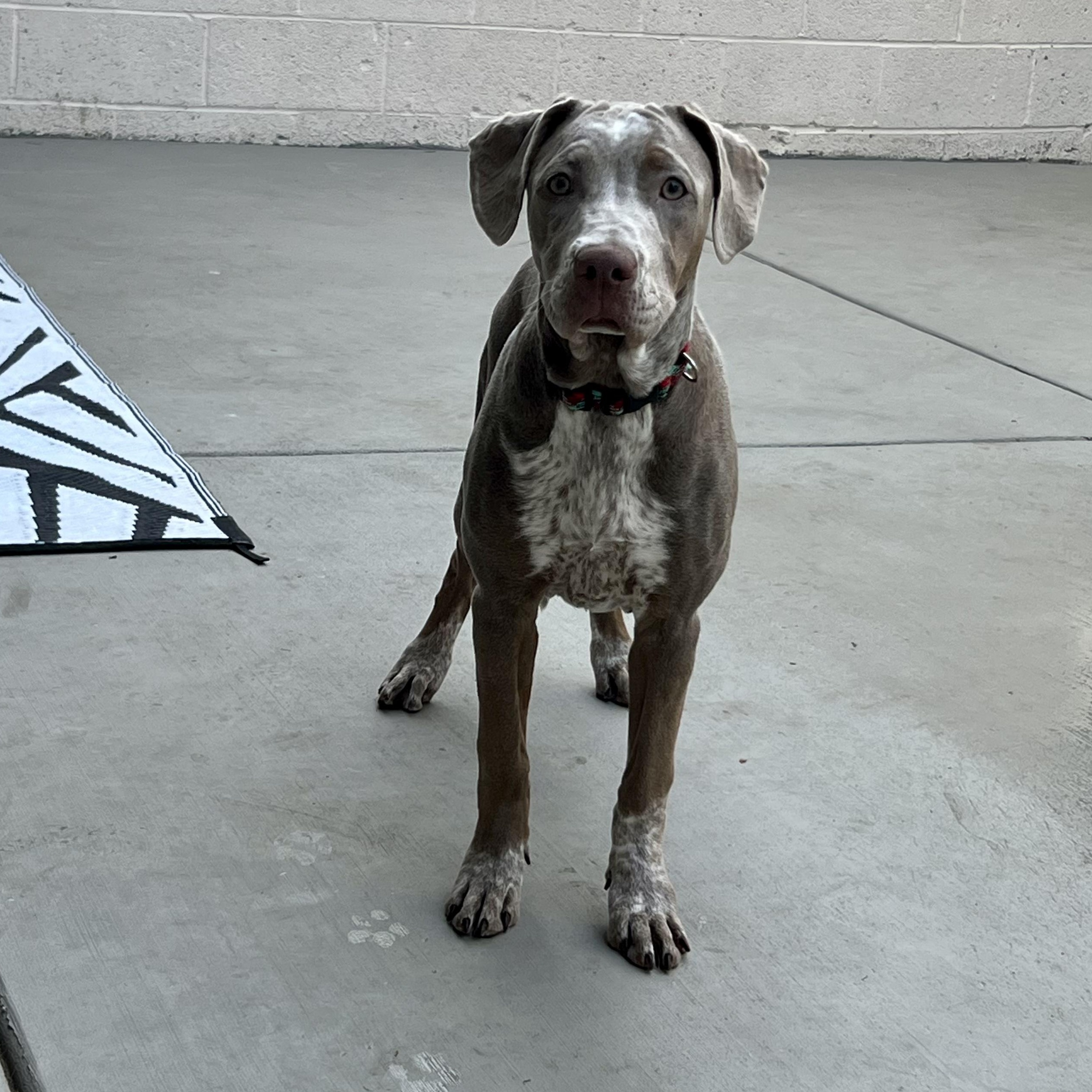 Enlarge Dua , an adopted Mixed Breed in Henderson, NV image 3/3