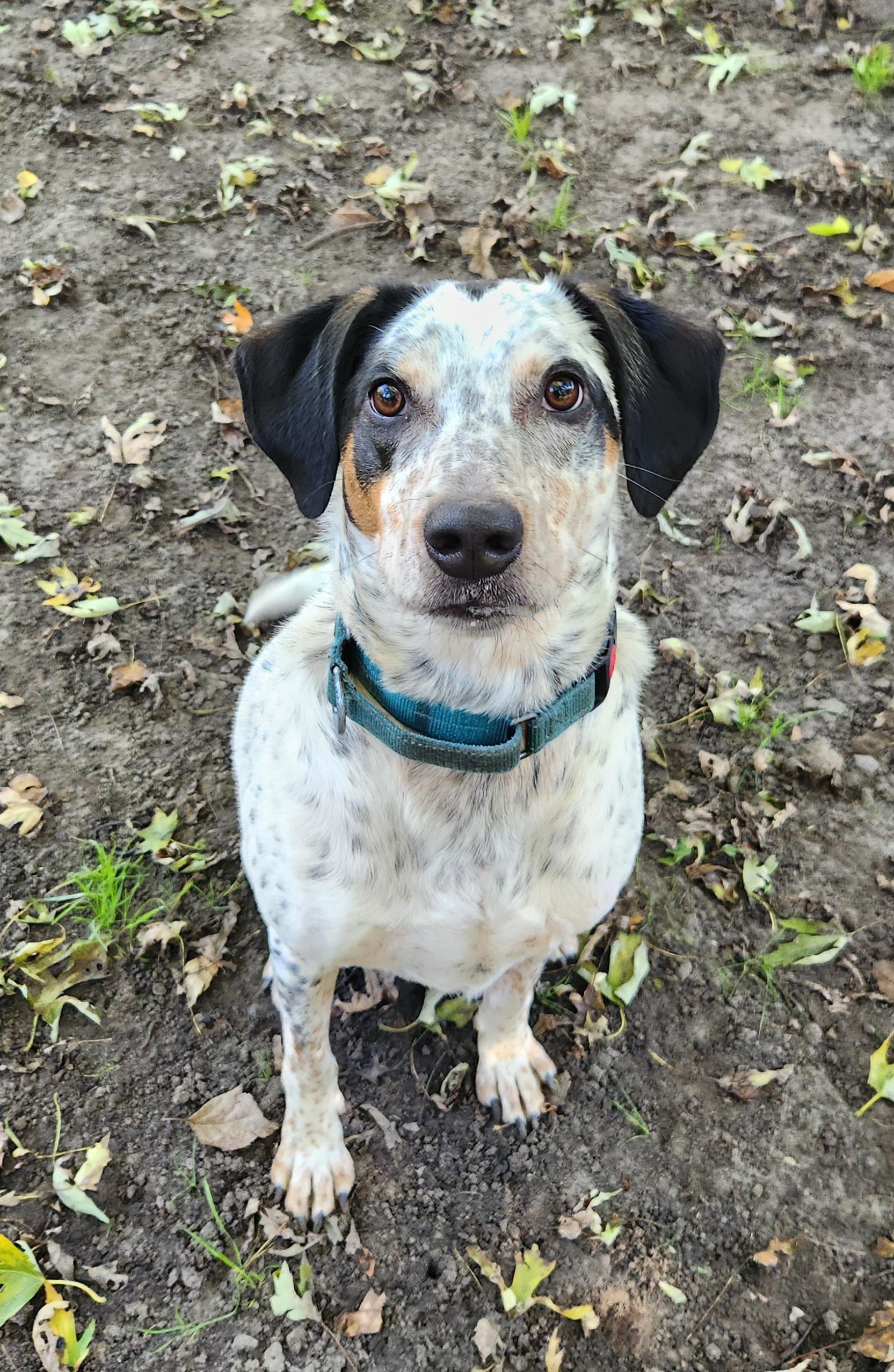 Enlarge Bo, a Adoptable mixed breed in Liberty Center, OH image 5/6