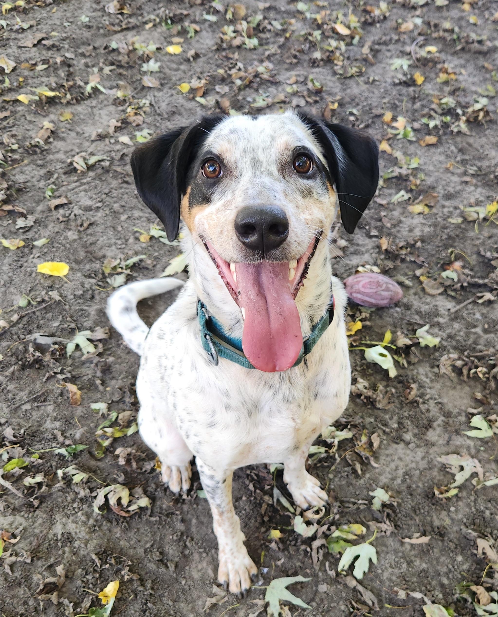 Enlarge Bo, a Adoptable mixed breed in Liberty Center, OH image 3/6