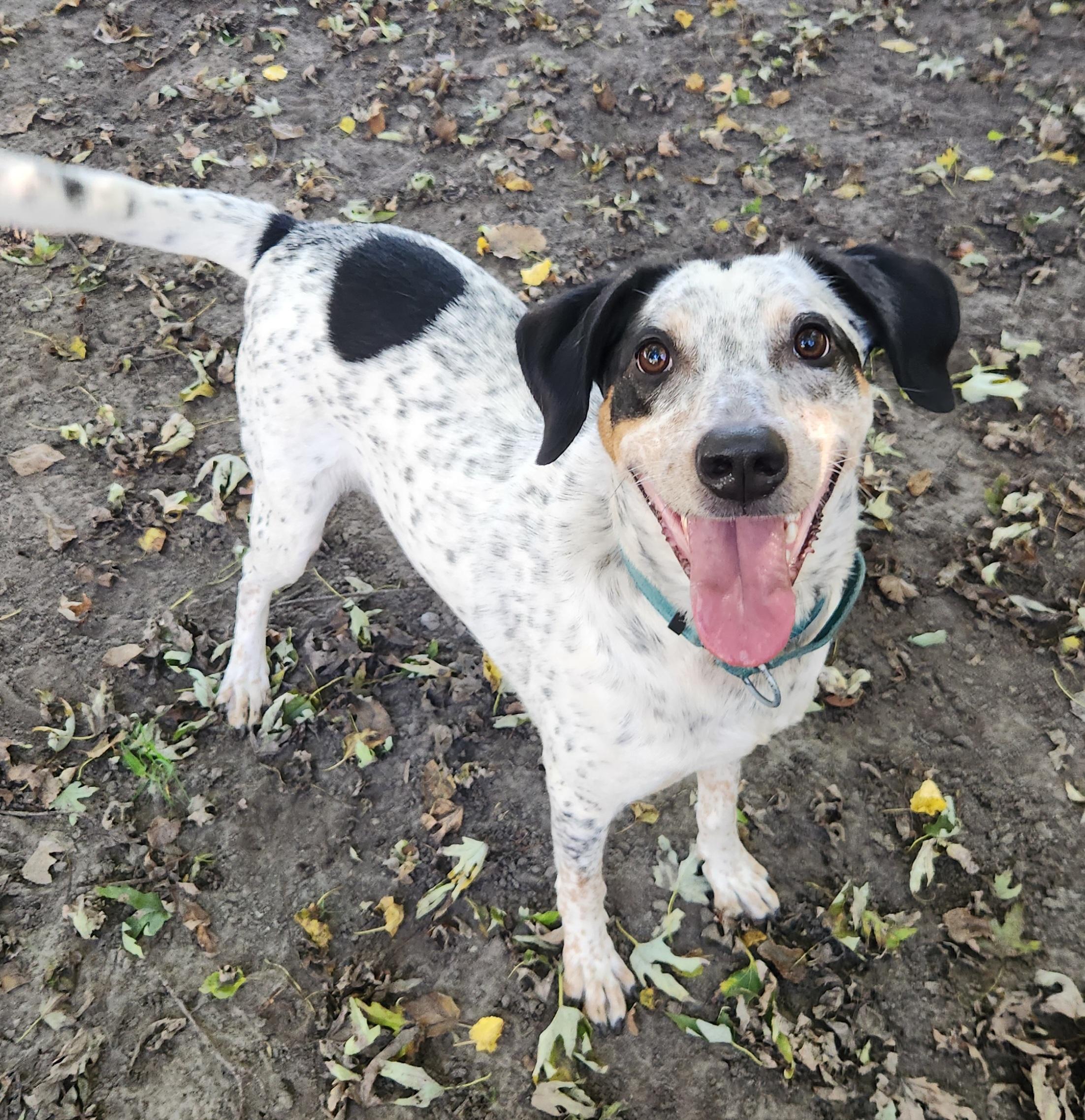 Enlarge Bo, a Adoptable mixed breed in Liberty Center, OH image 4/6